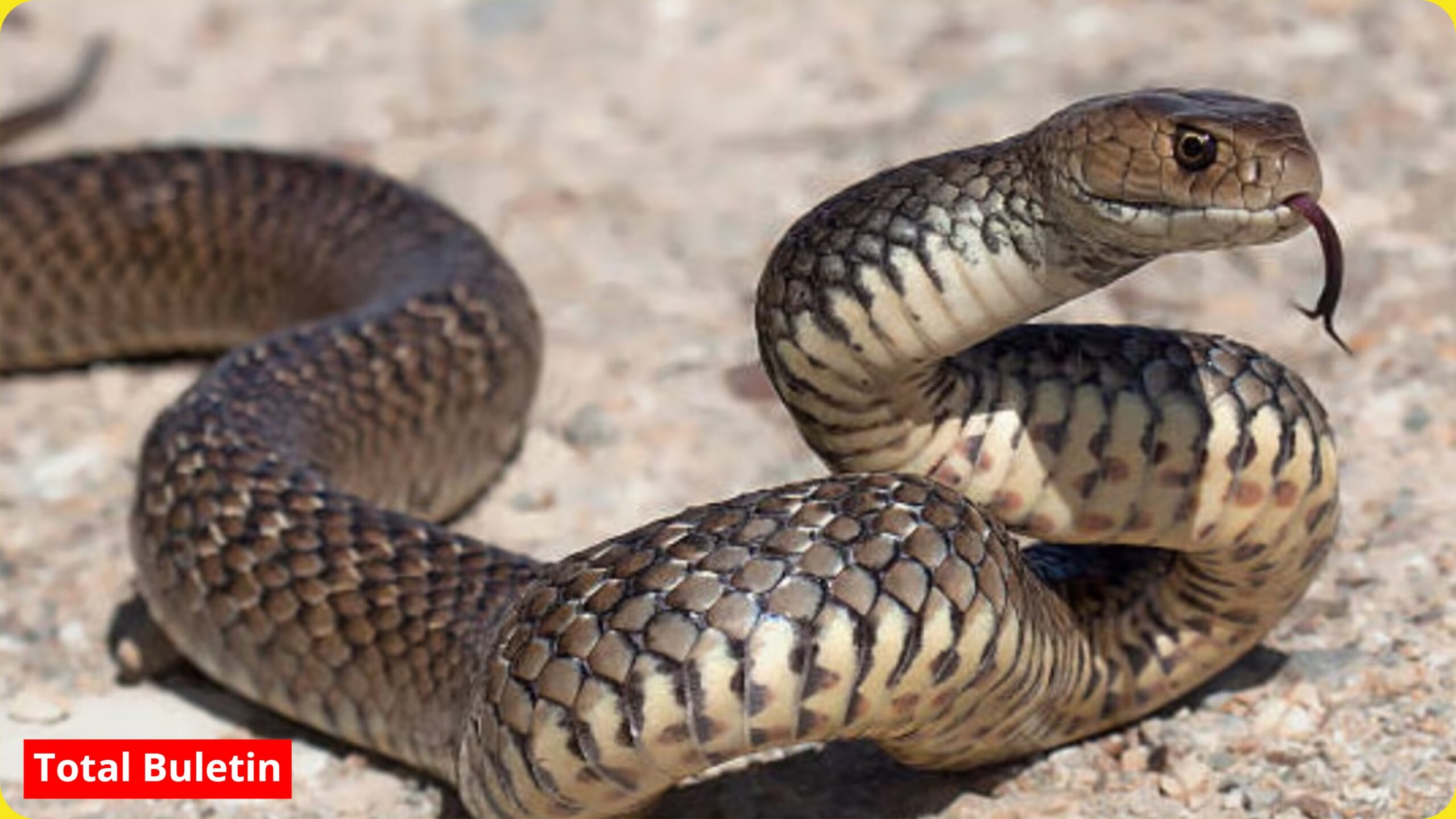 Snake facts